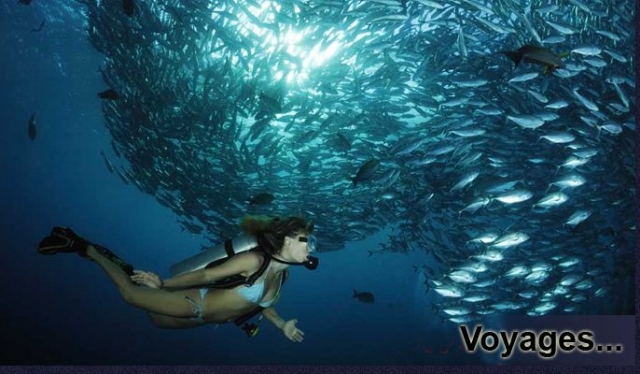 Experiencias únicas con Plongee Carnon 